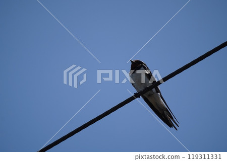Swallow Swallow 119311331