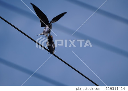 Swallow 119311414