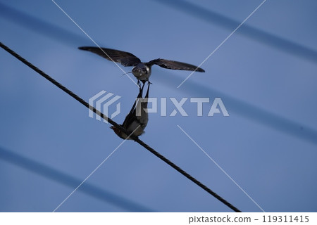 Swallow Swallow 119311415