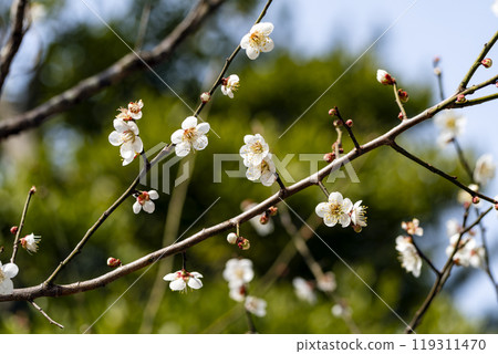 春天的影像:兼六園的梅花 春天的影像:兼六園的梅花 119311470