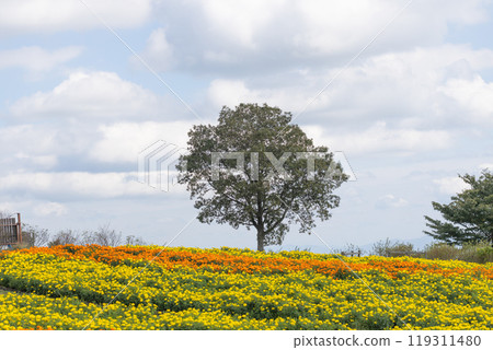 Flower garden of marigold 119311480