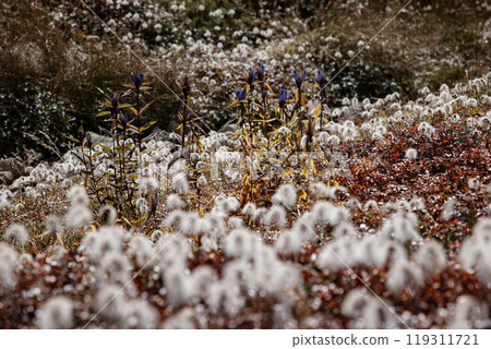 Autumn climbing edelweiss flower field Autumn climbing edelweiss flower field 119311721