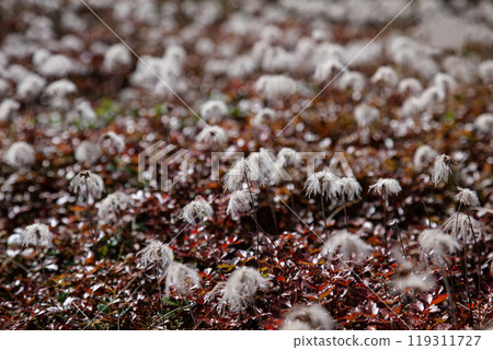 秋季攀爬 Chinguruma 花田 119311727