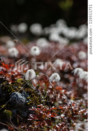 Autumn climbing edelweiss flower field 119311751