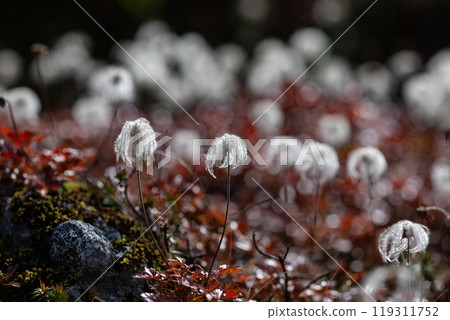 Autumn climbing edelweiss flower field 119311752