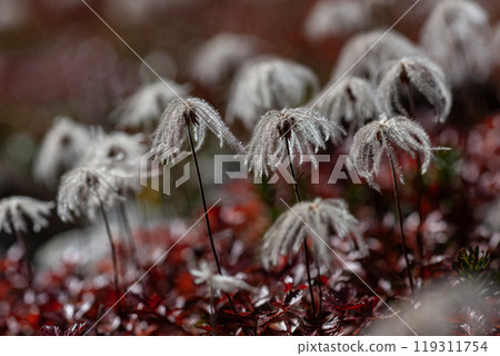 Autumn climbing edelweiss flower field 119311754