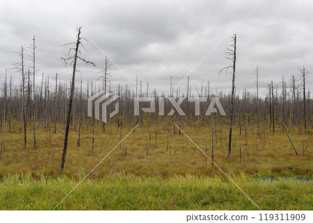 Forest tundra in northern Russia Forest tundra in northern Russia 119311909