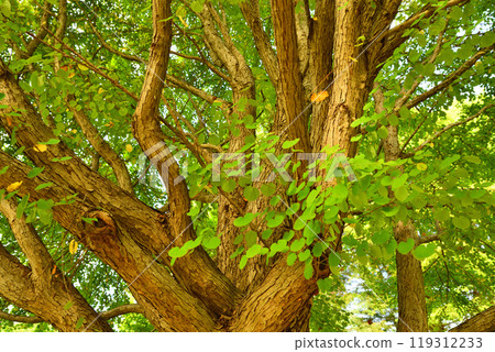 生命力，大樹，樹幹和樹枝，桶川市城山公園 119312233