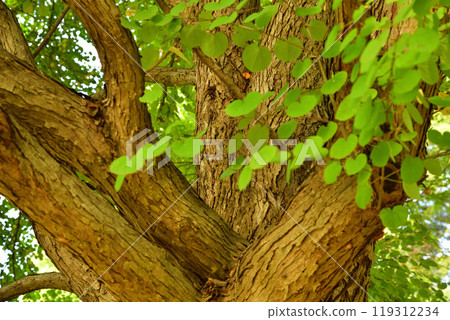 生命力，大樹，樹幹和樹枝，桶川市城山公園 119312234