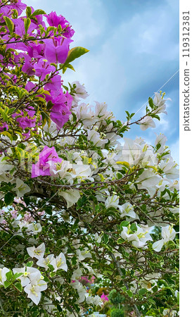 Beautiful pink and white Bougainvillea flowers. Blue sky and clouds. Philippines. 119312381