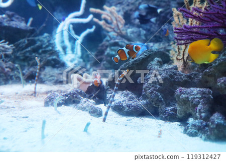 小丑魚和西海鰻 119312427