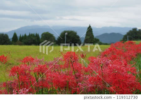 Red spider lilies, rice fields and mountains Red spider lilies, rice fields and mountains 119312730