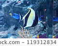Swimming Angelfish 119312834