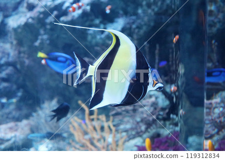 Swimming Angelfish Swimming Angelfish 119312834