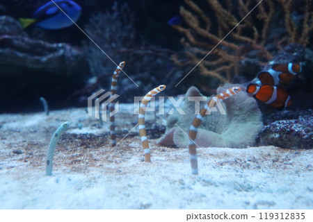 A row of Japanese moray eels A row of Japanese moray eels 119312835