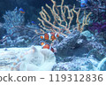 Clown anemonefish 119312836