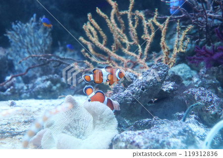 Clown anemonefish 119312836