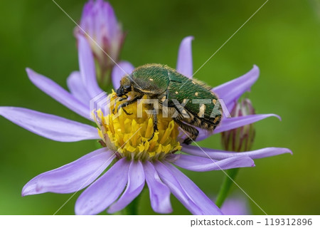 A green flower beetle hiding in the yellow center of a purple flower A green flower beetle hiding in the yellow center of a purple flower 119312896