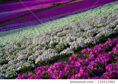 秩父羊山公園盛開的福祿考山 119312902