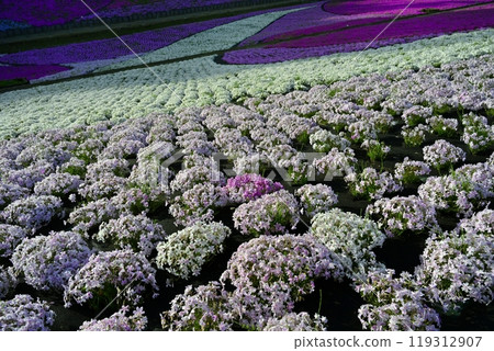 秩父羊山公園盛開的福祿考山 秩父羊山公園盛開的福祿考山 119312907