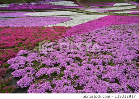 Blooming Moss Phlox Hill at Chichibu Hitsujiyama Park 119312917