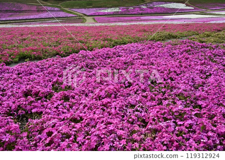 Blooming Moss Phlox Hill at Chichibu Hitsujiyama Park 119312924