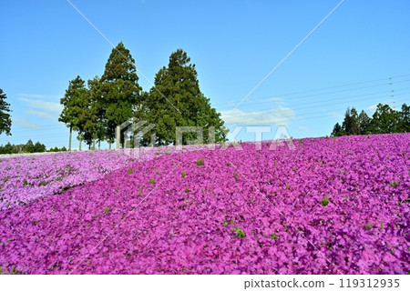 Blooming Moss Phlox Hill at Chichibu Hitsujiyama Park Blooming Moss Phlox Hill at Chichibu Hitsujiyama Park 119312935