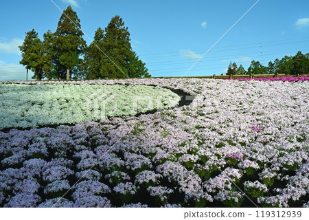 Blooming Moss Phlox Hill at Chichibu Hitsujiyama Park 119312939