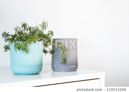 Smart speaker and houseplant in white home setting. Contemporary living concepts. 119313208