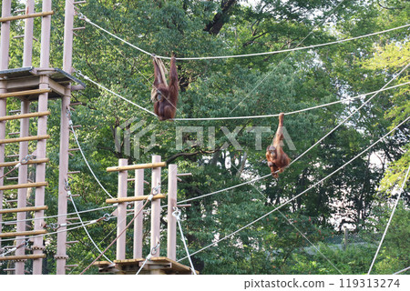 Orangutan playing with rope 119313274