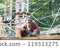 Orangutan eating grass 119313275