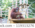 Orangutan eating grass 119313276