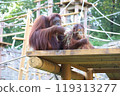 Two orangutans eating grass 119313277
