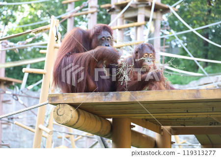 Two orangutans eating grass 119313277