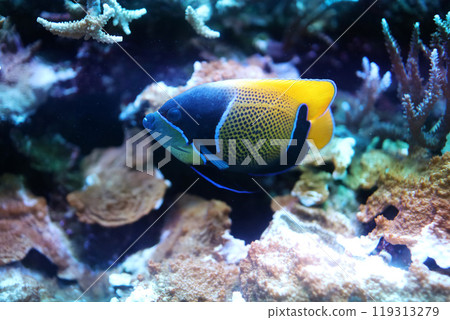 Swimming Lightning Angelfish 119313279