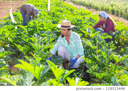 Two women and one man picking marrows 119313446