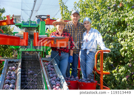 Group of workers posing with harvest of plums near sorting machine 119313449