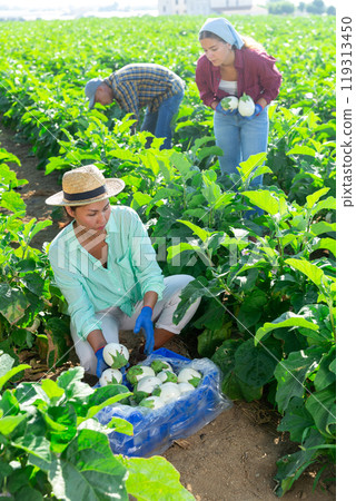 Three people harvesting white eggplants 119313450