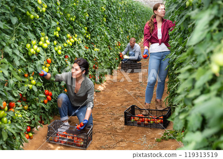 Collective picking of tomatoes Collective picking of tomatoes 119313519