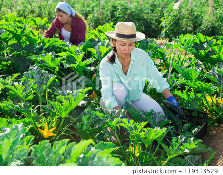 Two women farmers, collect the harvest of ripe zucchini, putting them in crates Two women farmers, collect the harvest of ripe zucchini, putting them in crates 119313529