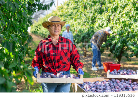 Mature woman with wooden box full of plums 119313536