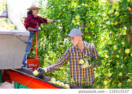 Man and mature woman harvesting golden delicious apples 119313537