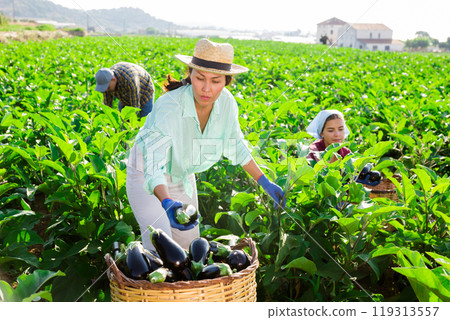 Man and women gathering ripe eggplants Man and women gathering ripe eggplants 119313557