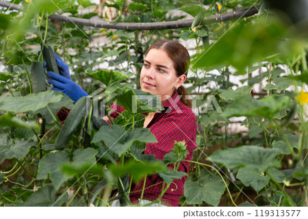 Hired workers harvest cucumbers Hired workers harvest cucumbers 119313577