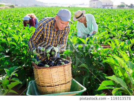 Three workers harvesting eggplants Three workers harvesting eggplants 119313578