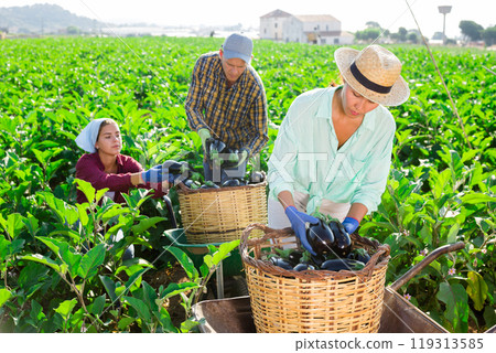 Two women and one man picking ripe eggplants Two women and one man picking ripe eggplants 119313585