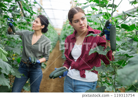Collective picking of cucumbers 119313754
