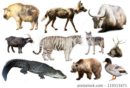 asia animals isolated 119313871