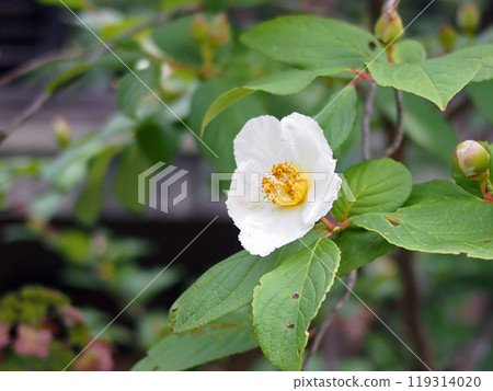 薩魯伍德的花 119314020