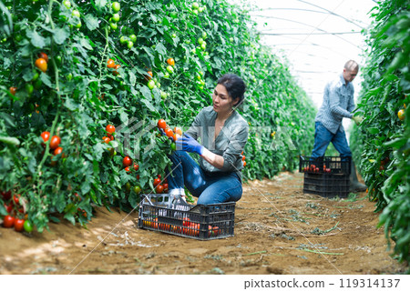 Woman and man harvesting tomatoes 119314137